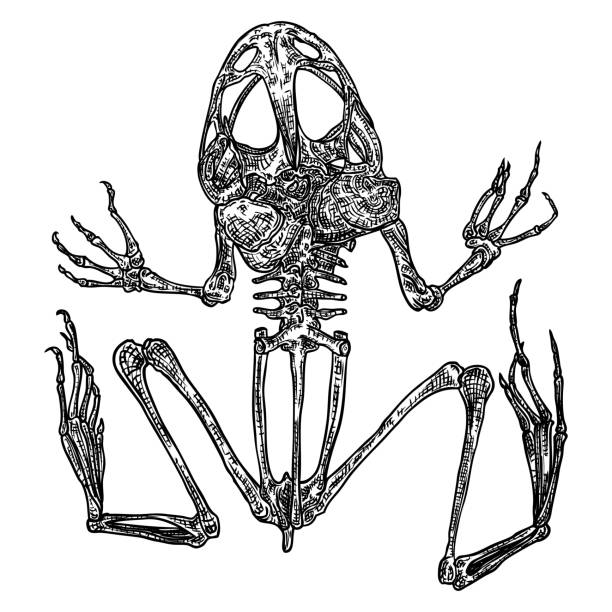 Detail Frog Skeleton Clipart Nomer 29