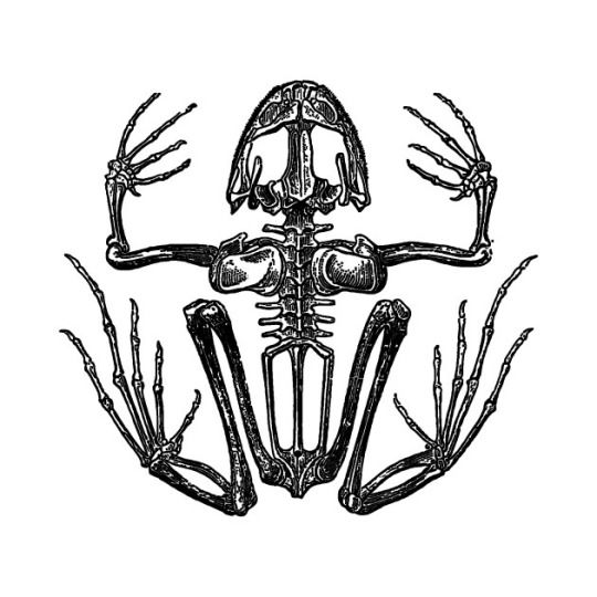 Detail Frog Skeleton Clipart Nomer 32