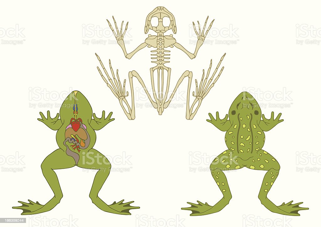 Detail Frog Skeleton Clipart Nomer 35