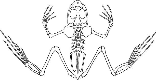 Detail Frog Skeleton Clipart Nomer 5