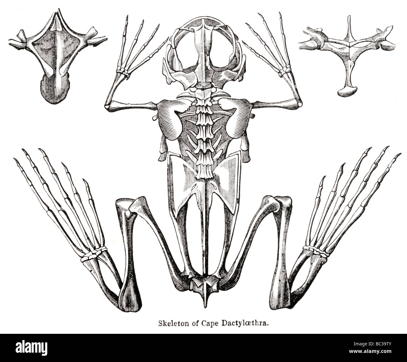 Detail Frog Skeleton Clipart Nomer 41