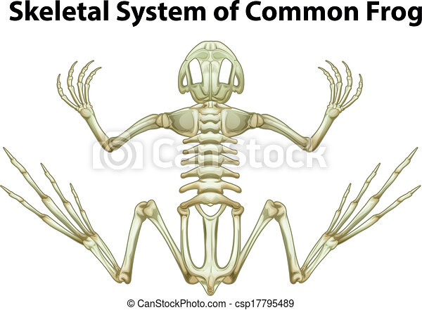 Detail Frog Skeleton Clipart Nomer 45