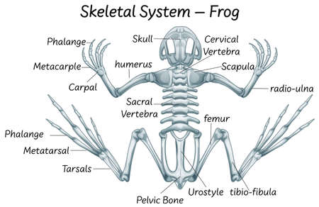 Detail Frog Skeleton Clipart Nomer 46