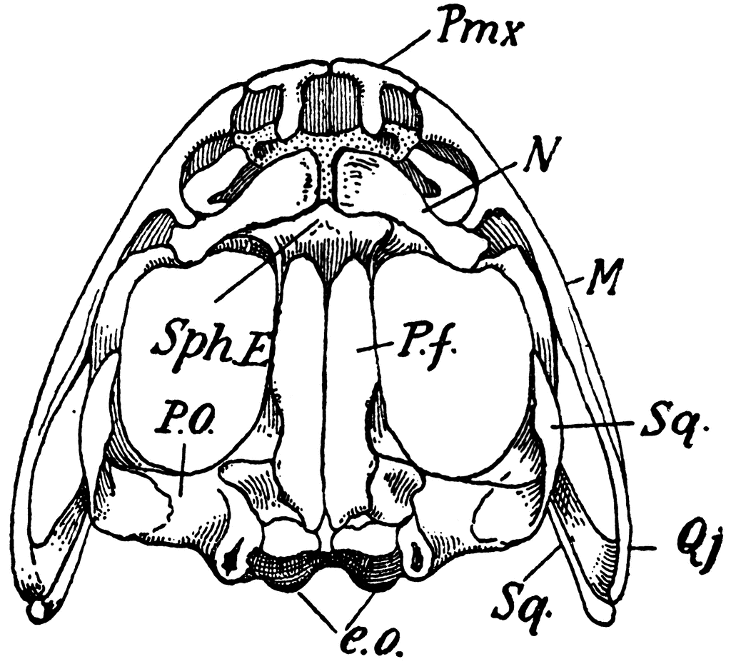 Detail Frog Skeleton Clipart Nomer 48