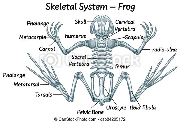 Detail Frog Skeleton Clipart Nomer 53