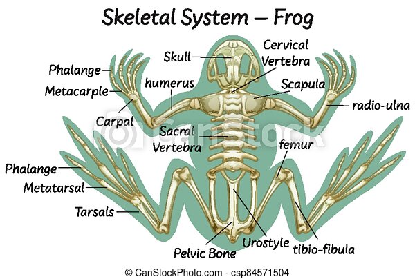 Detail Frog Skeleton Clipart Nomer 55