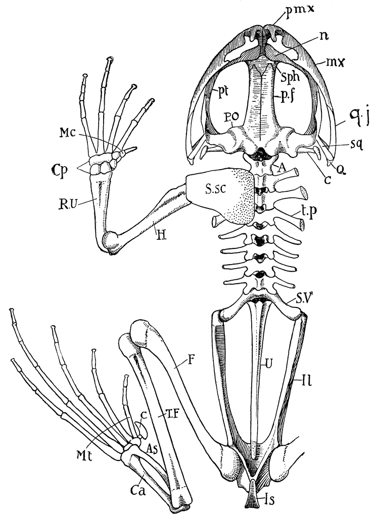 Detail Frog Skeleton Clipart Nomer 6