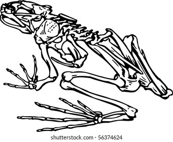 Detail Frog Skeleton Clipart Nomer 7
