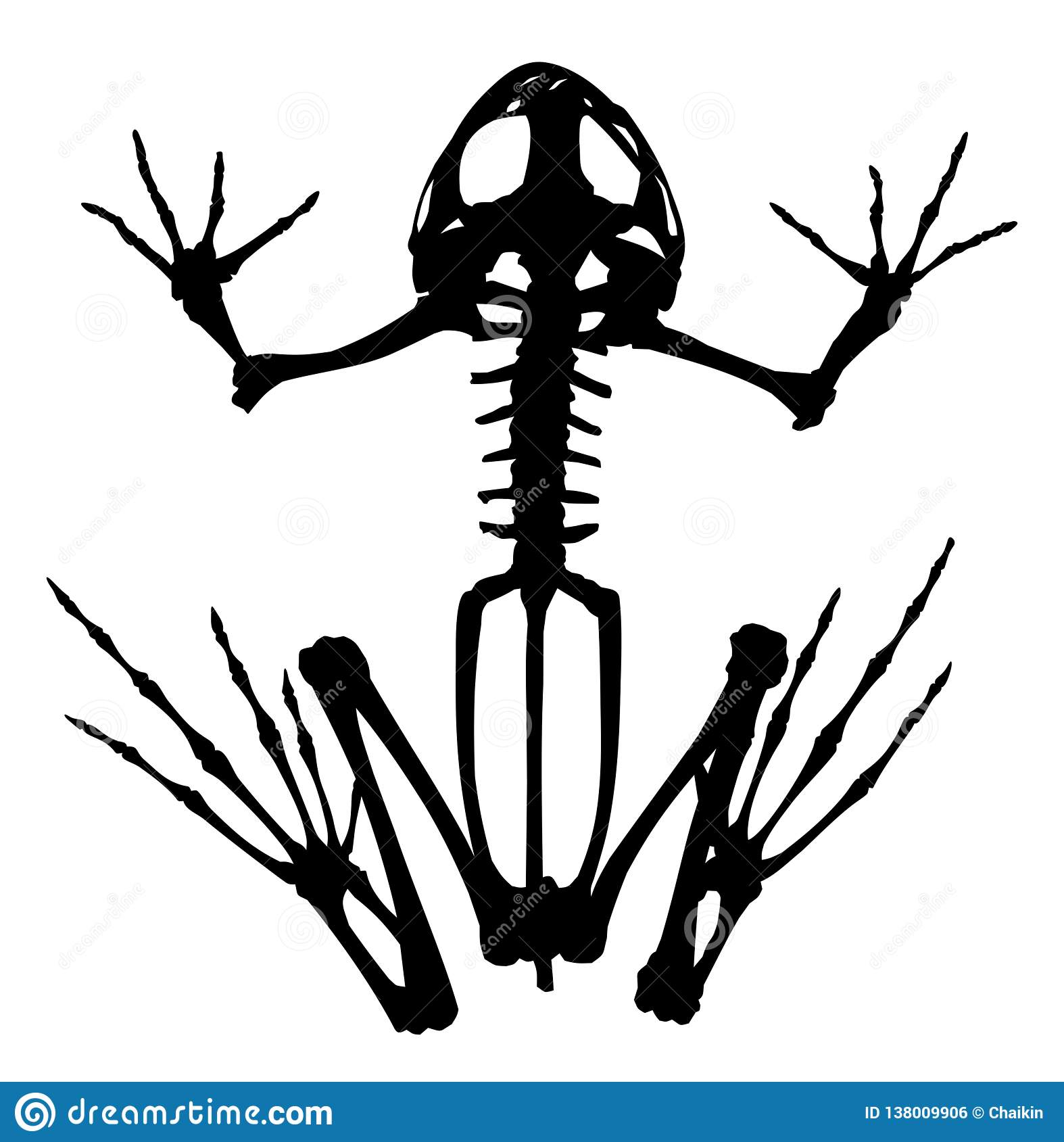 Detail Frog Skeleton Clipart Nomer 9