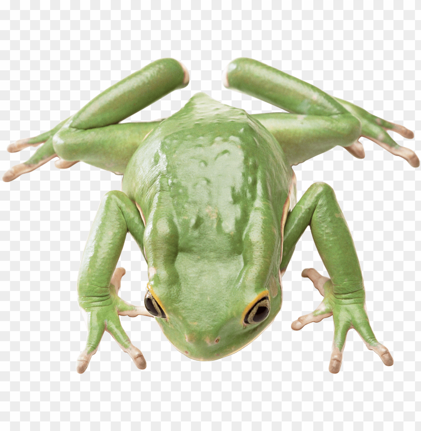 Detail Frog Transparent Nomer 8