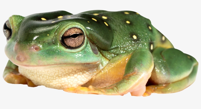 Detail Frog Transparent Nomer 10