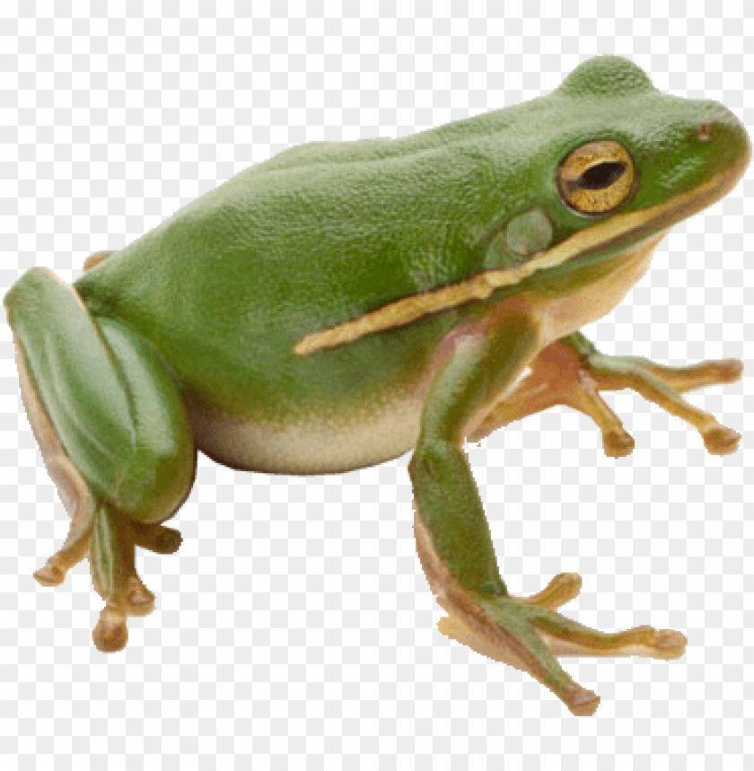 Detail Frog Transparent Nomer 2