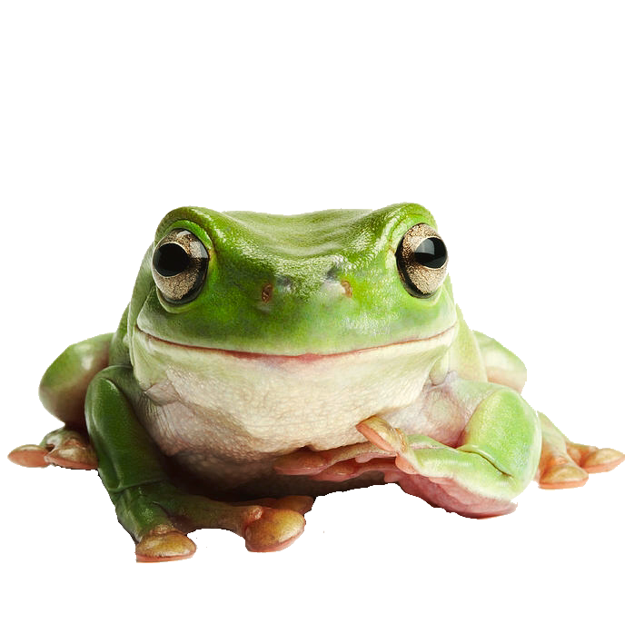 Detail Frog Transparent Nomer 18