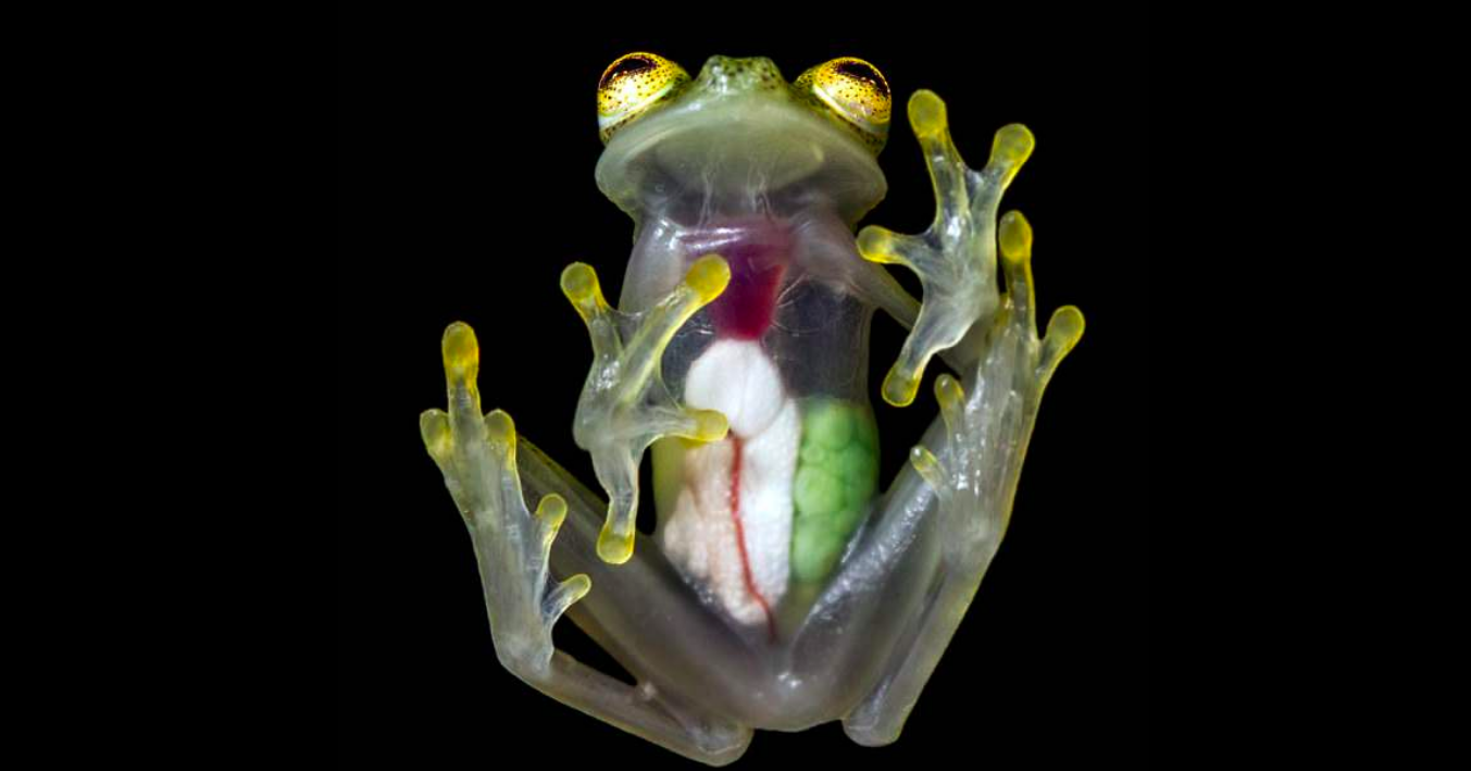 Detail Frog Transparent Nomer 23