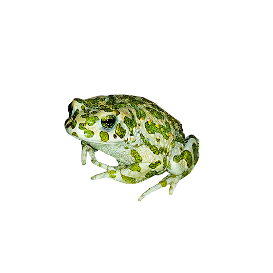 Detail Frog Transparent Nomer 25