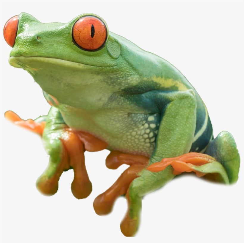 Detail Frog Transparent Nomer 26