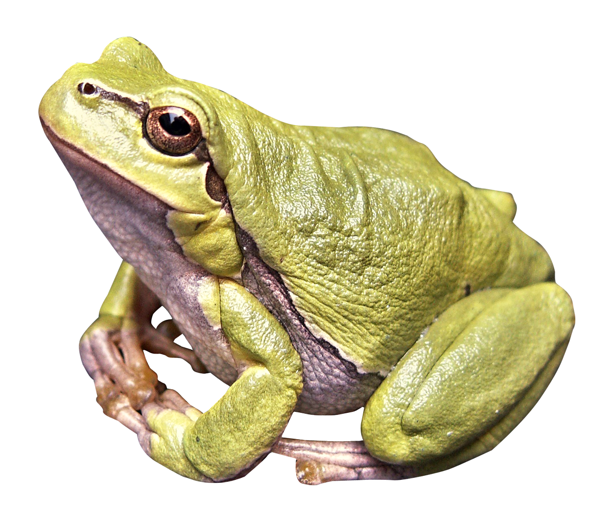 Detail Frog Transparent Nomer 28