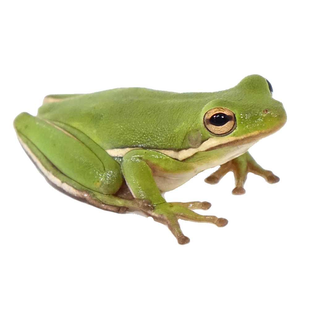 Detail Frog Transparent Nomer 29