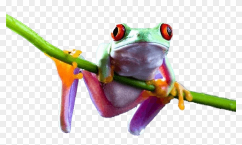 Detail Frog Transparent Nomer 32