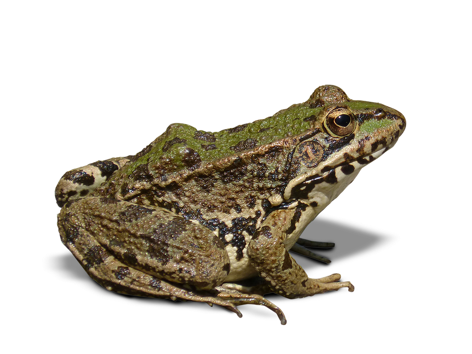 Detail Frog Transparent Nomer 36