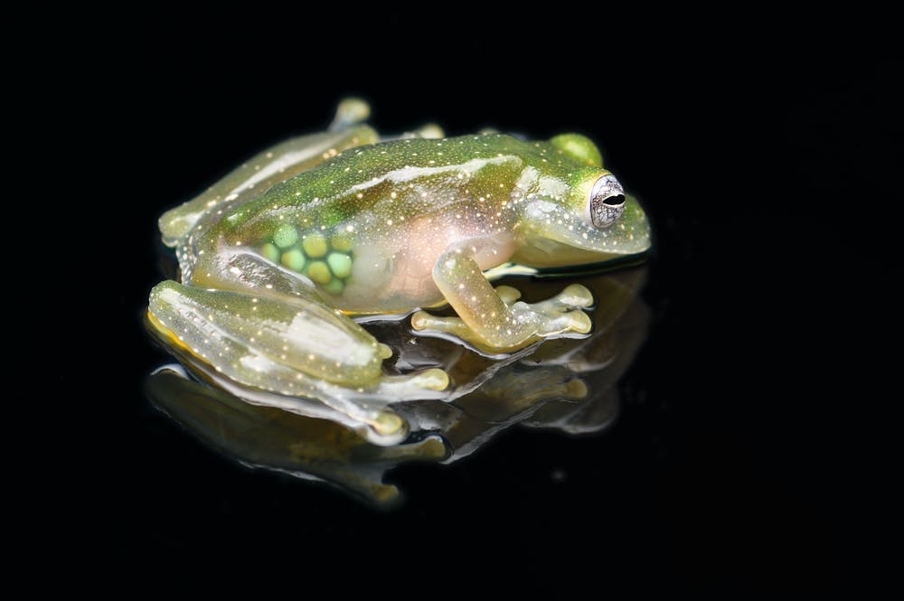 Detail Frog Transparent Nomer 37
