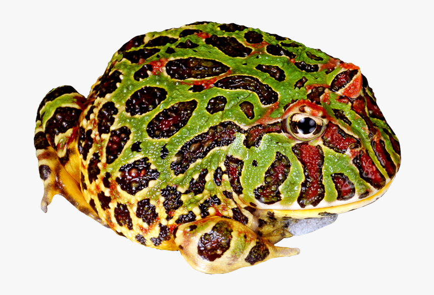 Detail Frog Transparent Nomer 50