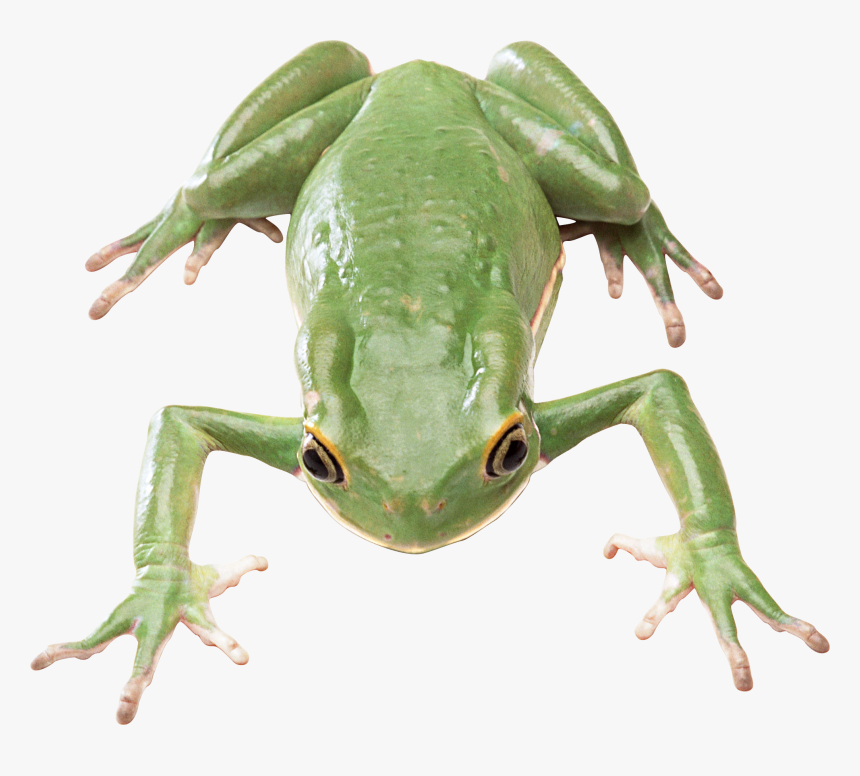 Detail Frog Transparent Nomer 7