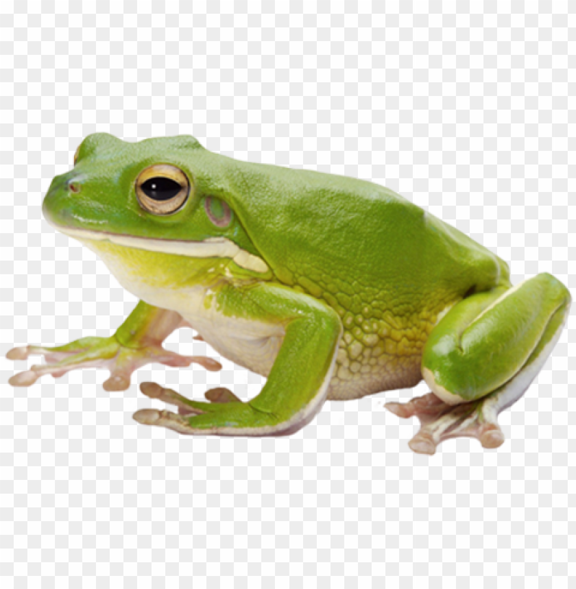 Frog Transparent Background - KibrisPDR