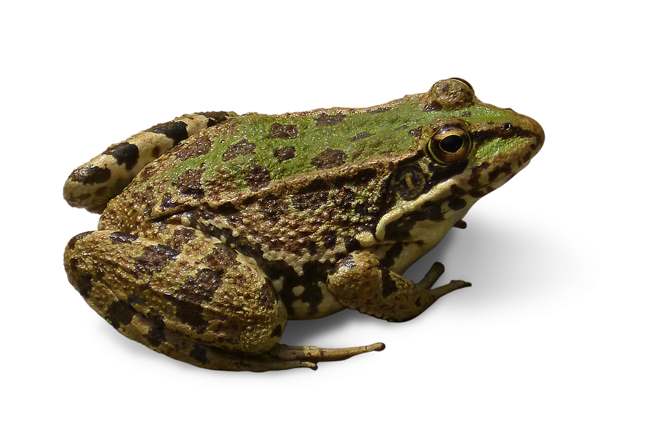 Detail Frog Transparent Background Nomer 13