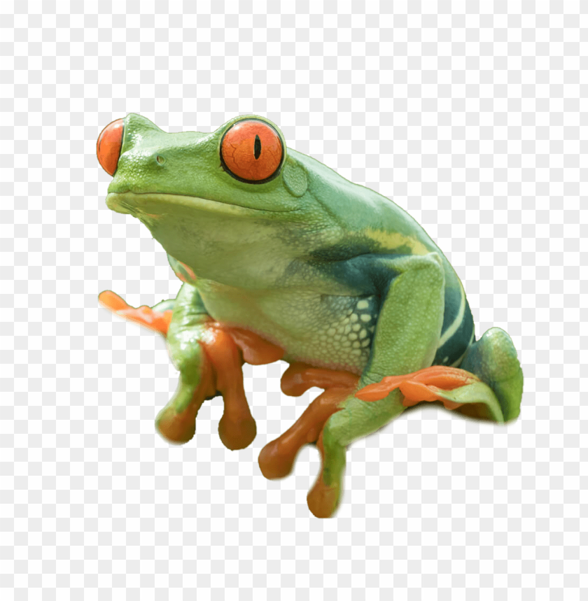 Detail Frog Transparent Background Nomer 14