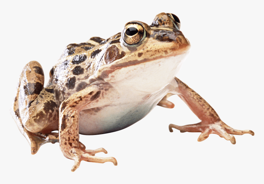 Detail Frog Transparent Background Nomer 15