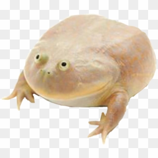 Detail Frog Transparent Background Nomer 21