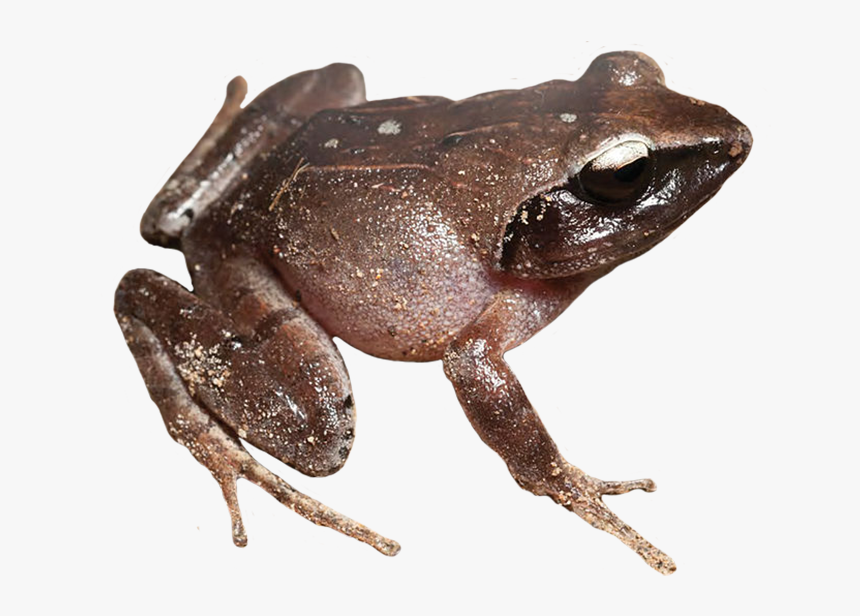 Detail Frog Transparent Background Nomer 25
