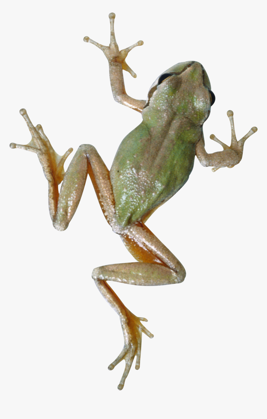 Detail Frog Transparent Background Nomer 31