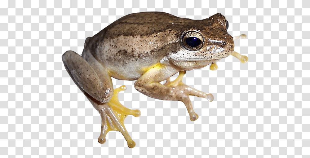 Detail Frog Transparent Background Nomer 37