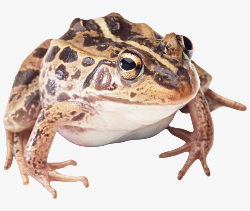 Detail Frog Transparent Background Nomer 41