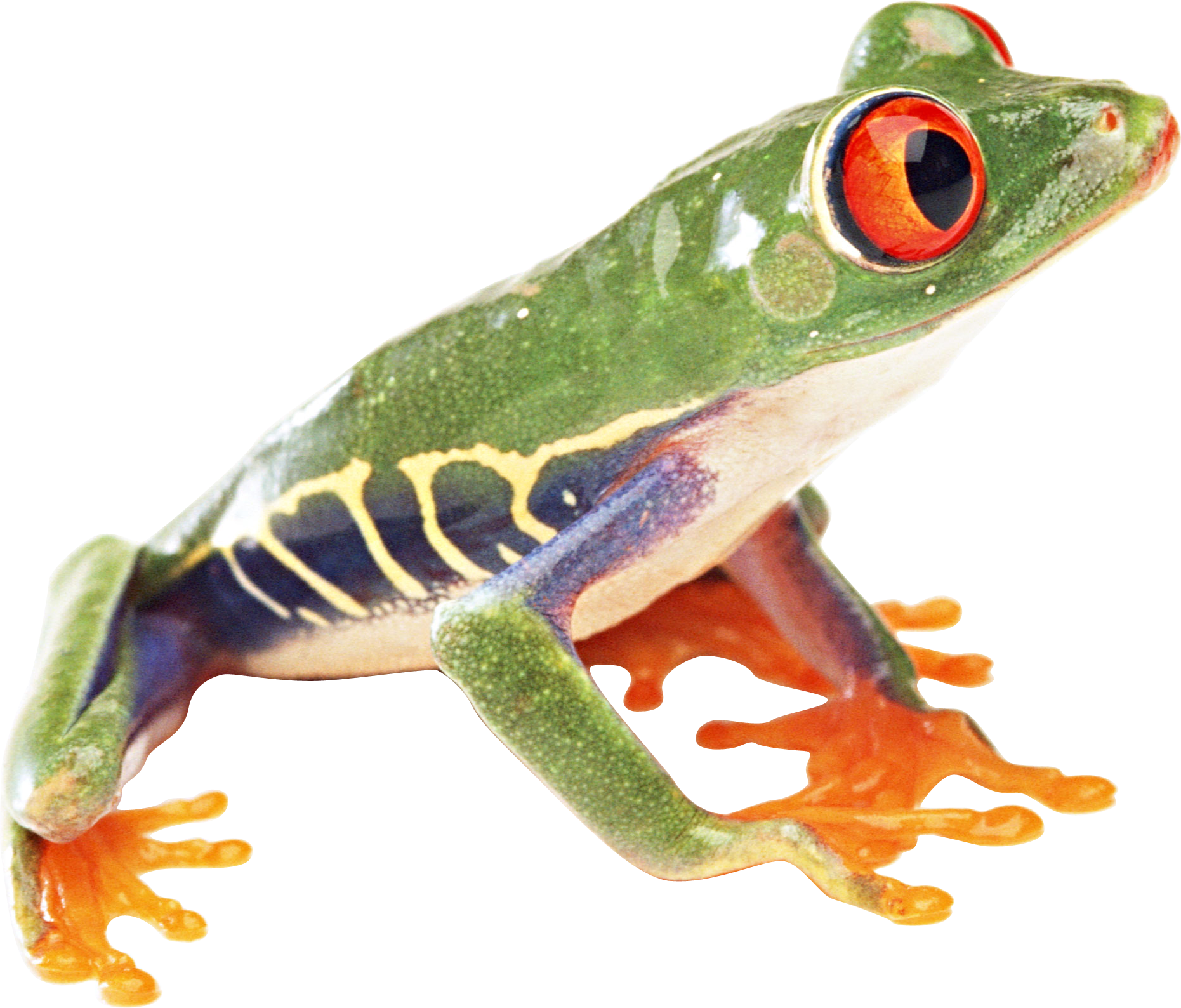 Detail Frog Transparent Background Nomer 43