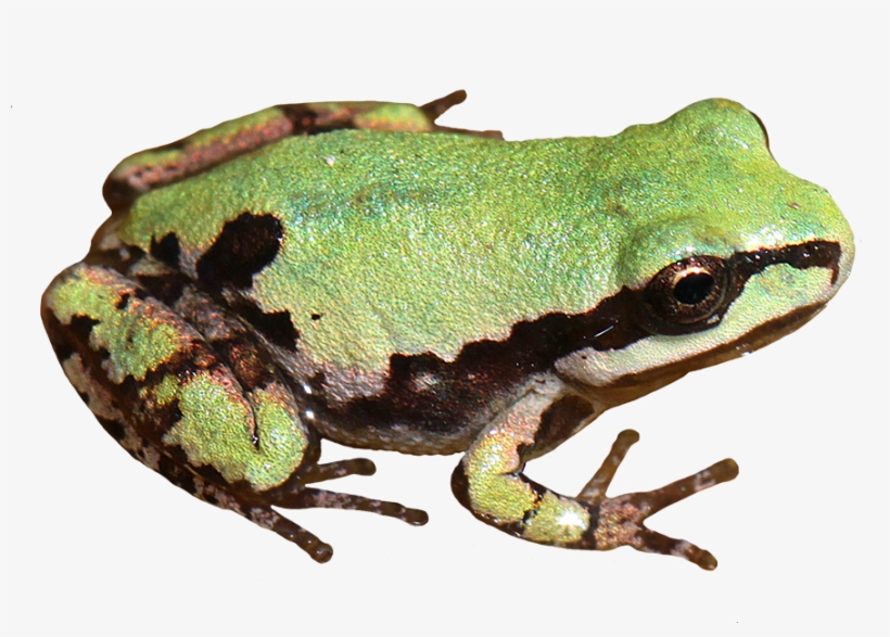 Detail Frog Transparent Background Nomer 45