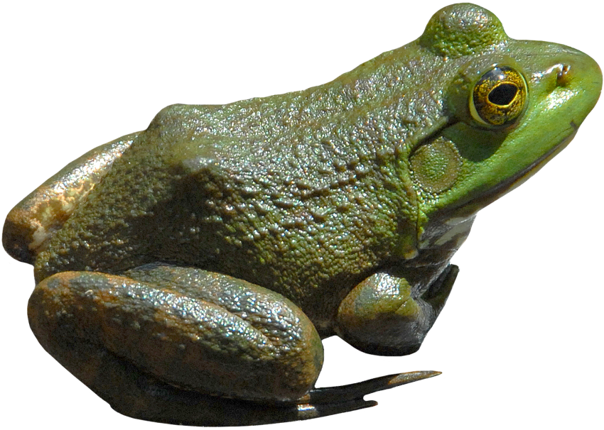 Detail Frog Transparent Background Nomer 46