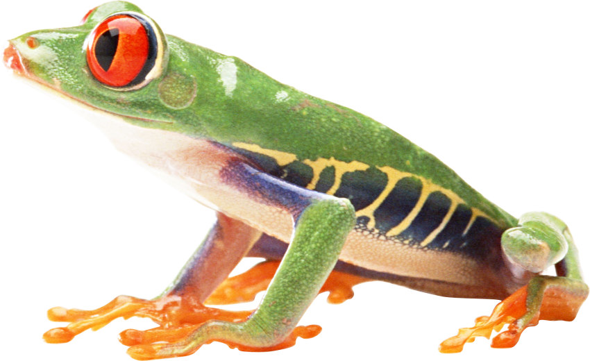 Detail Frog Transparent Background Nomer 49