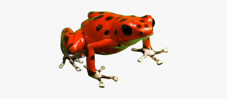 Detail Frog Transparent Background Nomer 50