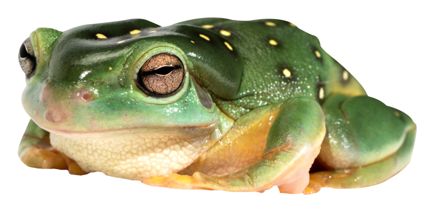 Detail Frog Transparent Background Nomer 6