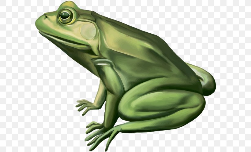 Detail Frog Vector Png Nomer 11