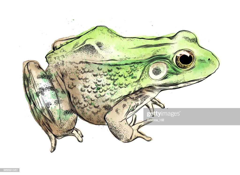 Detail Frog Vector Png Nomer 41