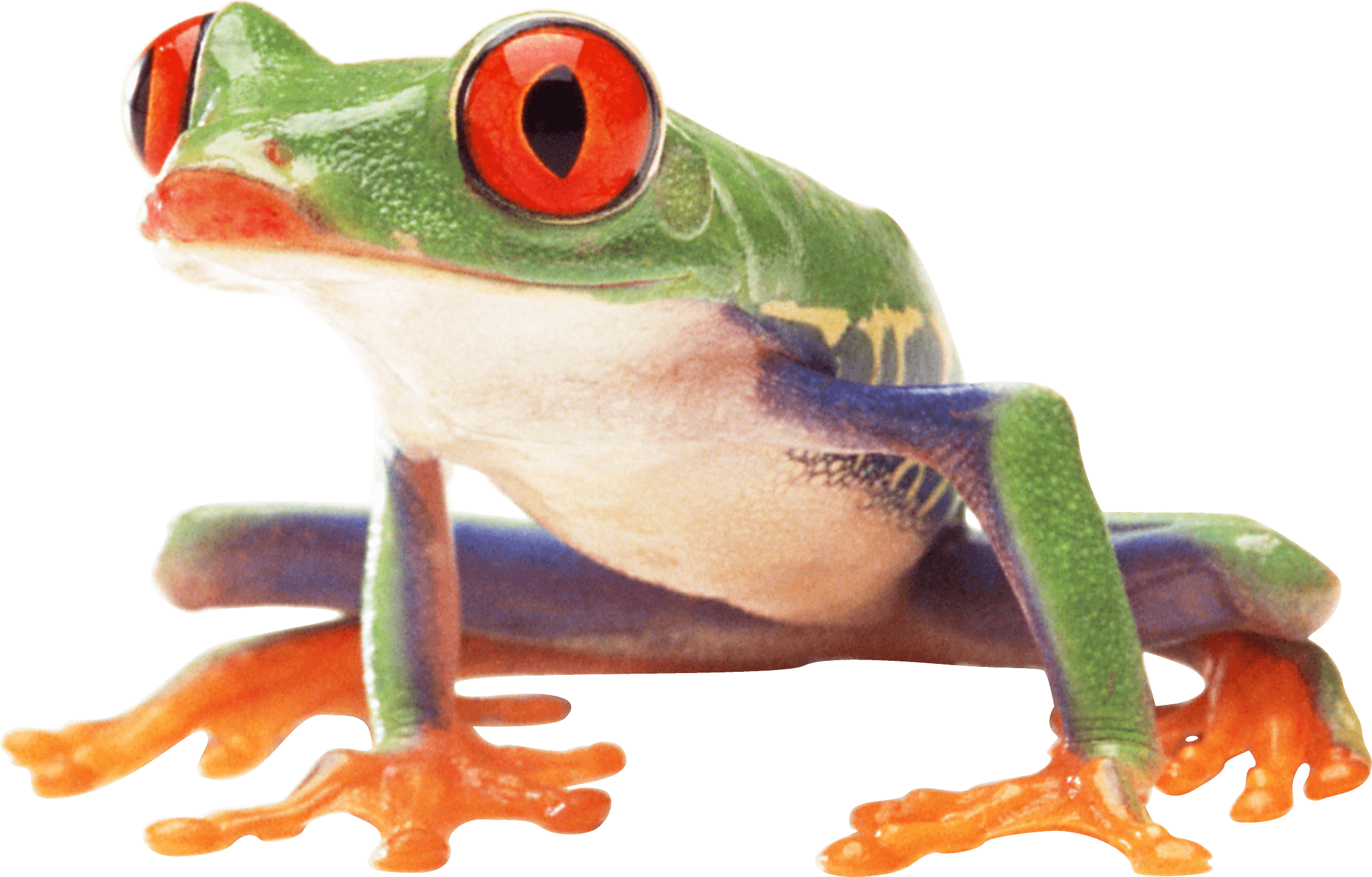 Detail Frogs Png Nomer 54