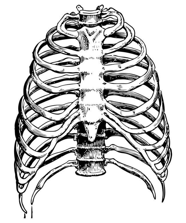 Detail Ribs Art Nomer 4