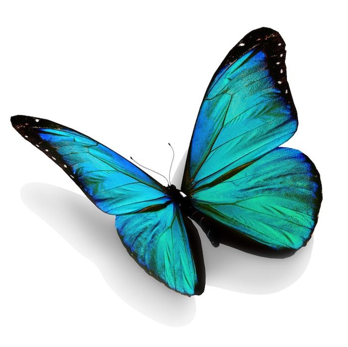 Detail Schmetterling Blau Lila Nomer 10