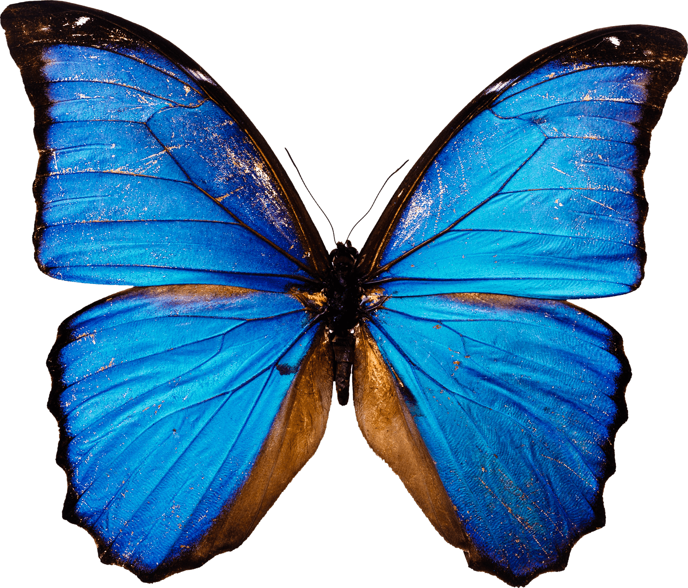 Detail Schmetterling Blau Lila Nomer 15