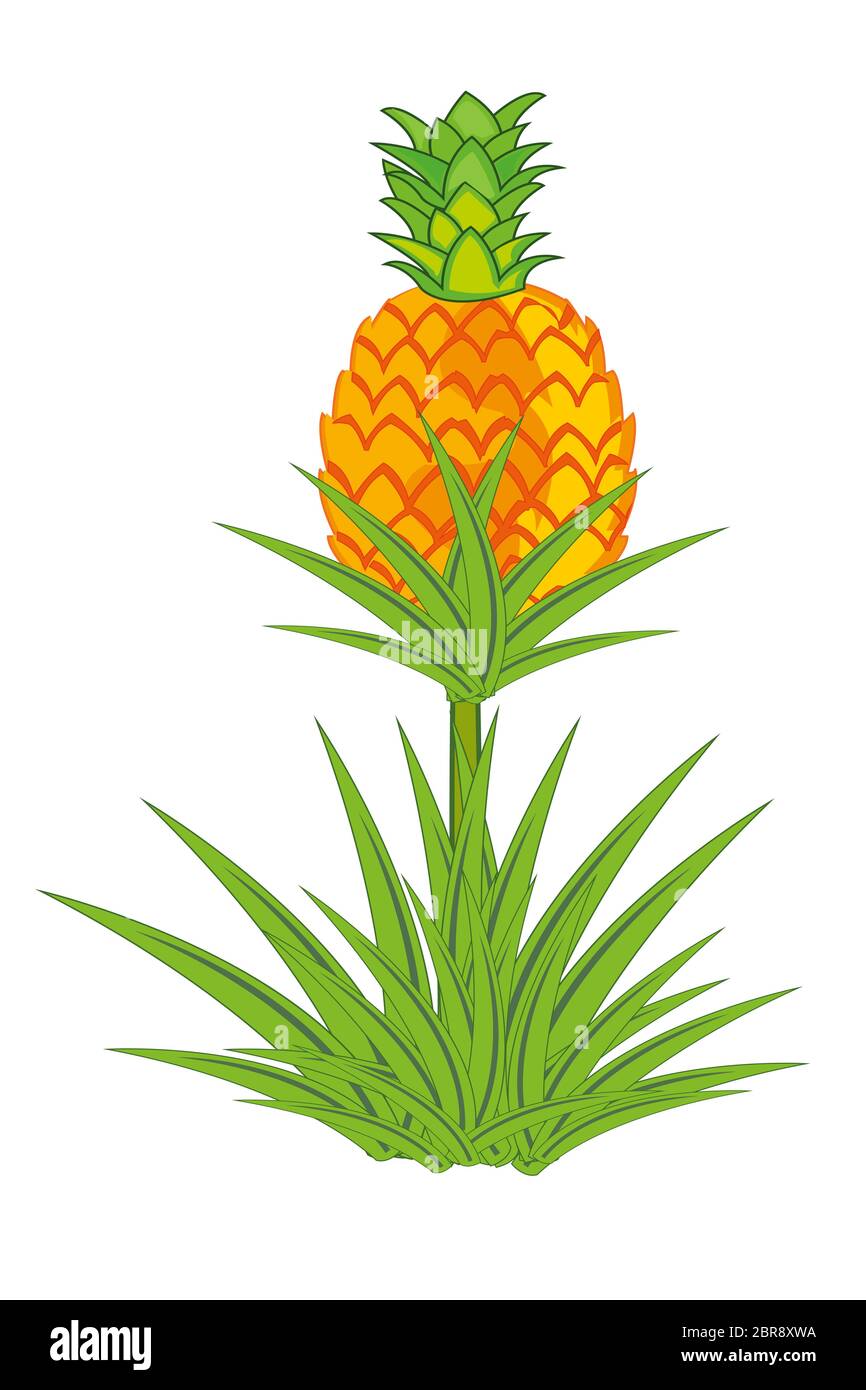 Detail Ananas Busch Nomer 19