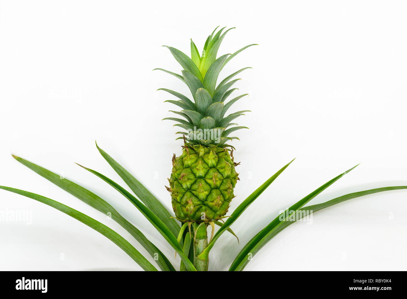 Detail Ananas Busch Nomer 3